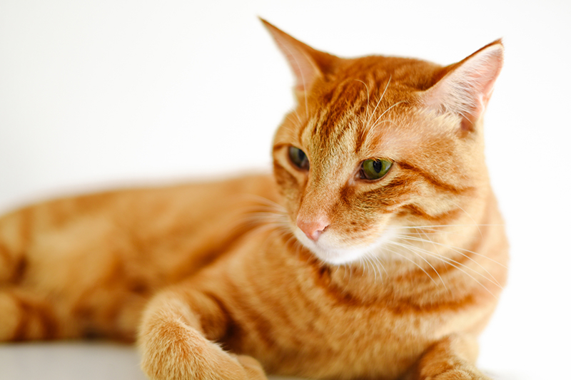 猫・小型犬(お散歩不要)の場合