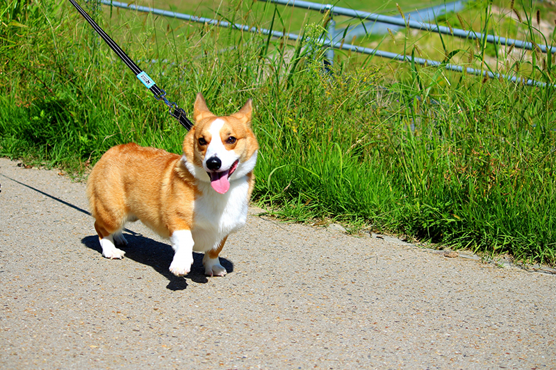 犬の場合